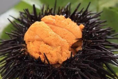 海胆有哪些功效与作用_养鱼