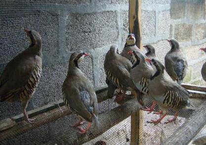 鹧鸪孵化温度是多少_养殖问答