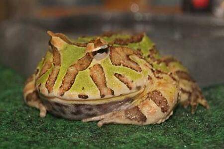 角蛙价格行情:霸王角蛙多少钱一只_养蛙