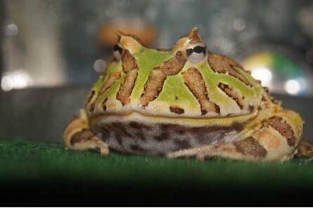 世界上最大的角蛙:霸王角蛙,性格与外形凶残(嗜杀易暴毙)_养