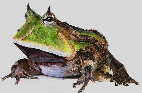 世界上最大的角蛙:霸王角蛙,性格与外形凶残(嗜杀易暴毙)_养