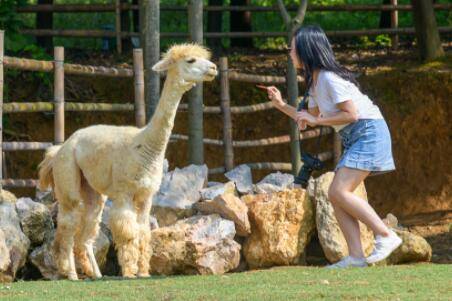 羊驼是不是羊?_养殖问答