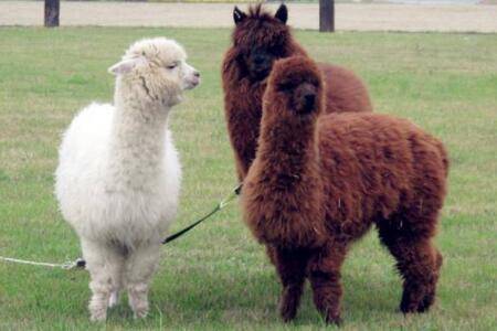 羊驼有奶水吗?_养殖问答