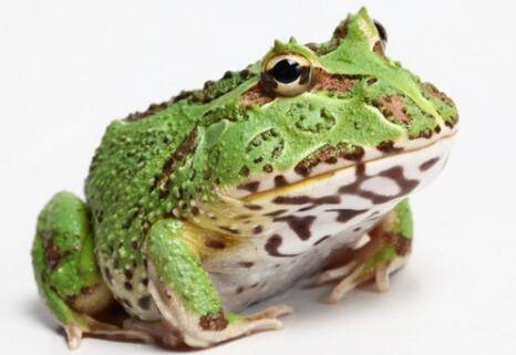 钟角蛙好不好养_养蛙