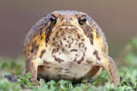 馒头蛙的叫声什么样_养蛙