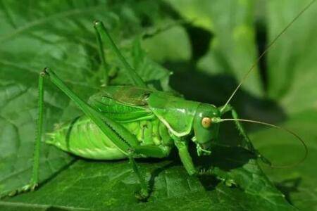 蝈蝈怎么进行繁殖_养殖问答