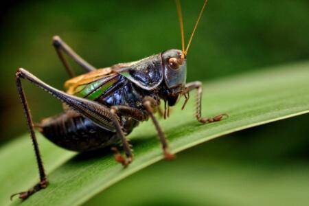 �����ʲôʳ���_��ֳ�ʴ�