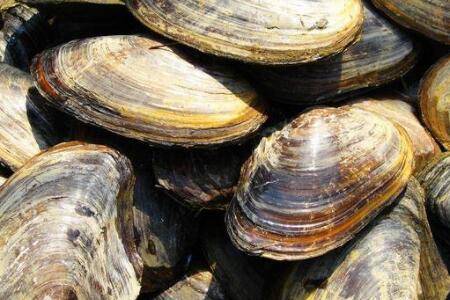 河蚌有没有毒_养蟹