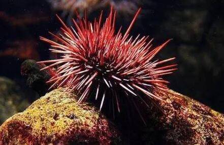 �캣���ı��ʷ���_����