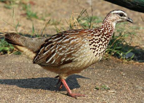 鹧鸪怎么区分公母_养殖问答