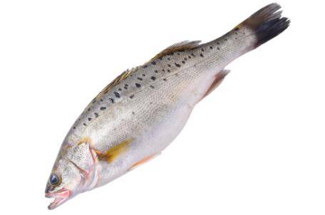 鲈鱼属于什么鱼_养鱼