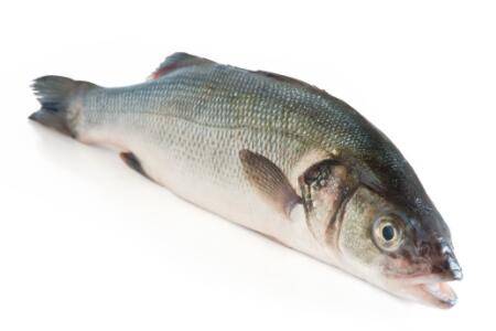 鲈鱼北方能不能活_养鱼