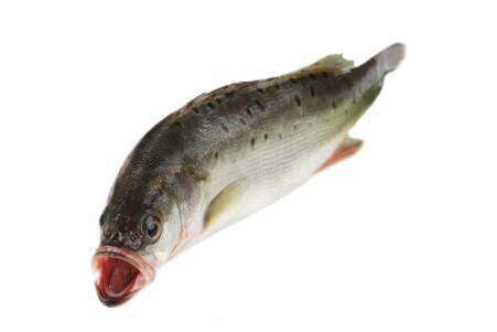 鲈鱼身上有没有鳞?_养鱼