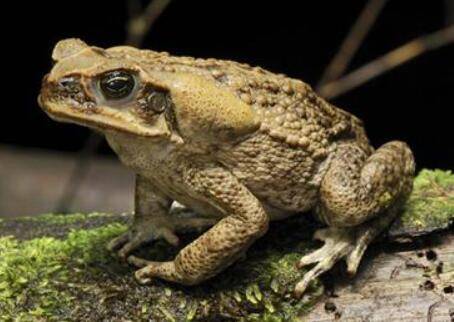 蟾蜍的取液过程_养蛙