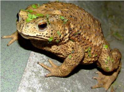 蟾蜍怕什么味道_养蛙