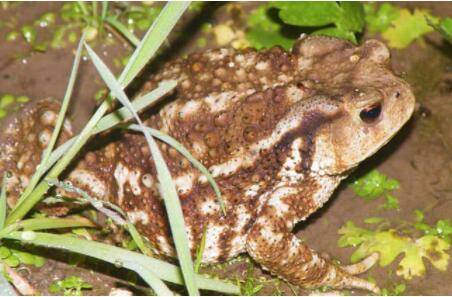 蟾蜍能用手抓吗?_养蛙