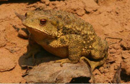 蟾蜍好不好养_养蛙