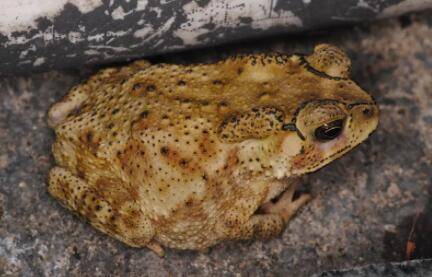 蟾蜍生长需要水吗?_养蛙