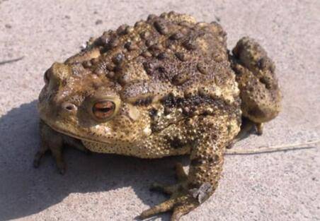 蟾蜍会不会跳?_养蛙