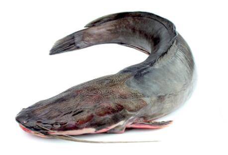 鲶鱼分为哪几种_养鱼