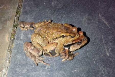 蟾蜍怎么繁殖生育_养蛙