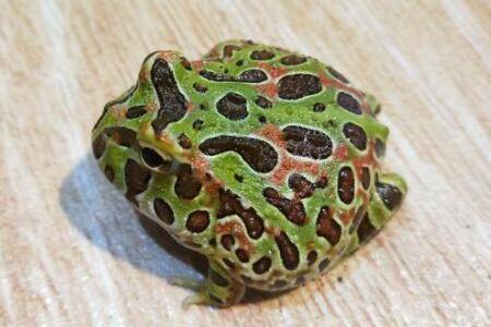 钟角蛙和角蛙有什么区别_养蛙