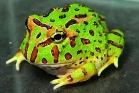 钟角蛙寿命多长_养蛙