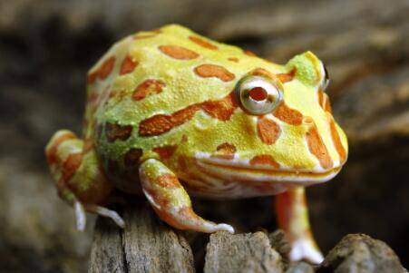 角蛙要死的前兆_养蛙