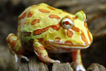 黄金角蛙多少钱一只_养蛙