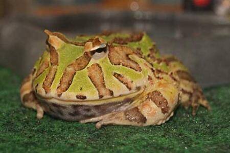 哪个颜色的霸王角蛙最贵_养蛙