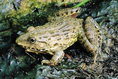 虎纹蛙有毒吗?_养蛙