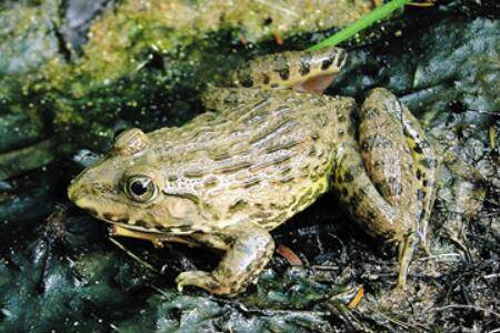 虎纹蛙长什么样?_养蛙