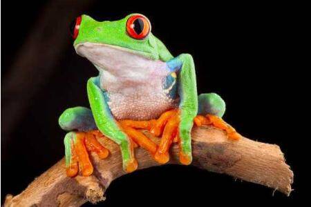 树蛙有毒吗?_养蛙