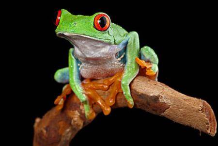 树蛙怎么养?_养蛙