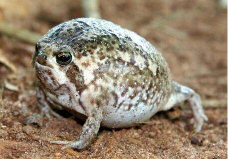 馒头蛙的寿命多长_养蛙