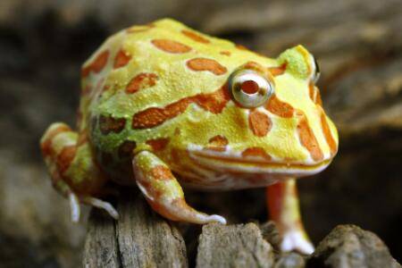 一只黄金角蛙寿命多长_养蛙