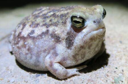 馒头蛙认主人吗?_养蛙