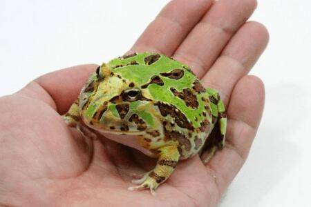 巴西角蛙为什么贵_养蛙