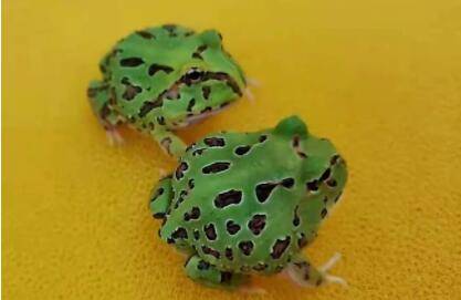 巴西角蛙怎么看纯不纯_养蛙