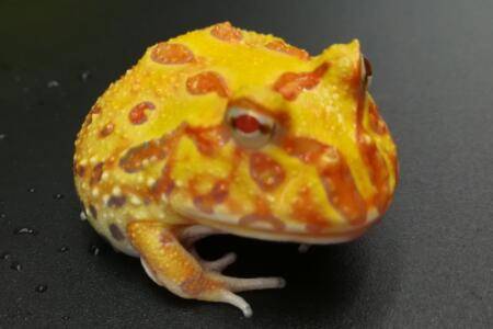 黄金角蛙是有毒的吗?_养蛙