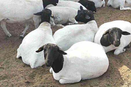 杜泊绵羊能和山羊杂交?_养羊