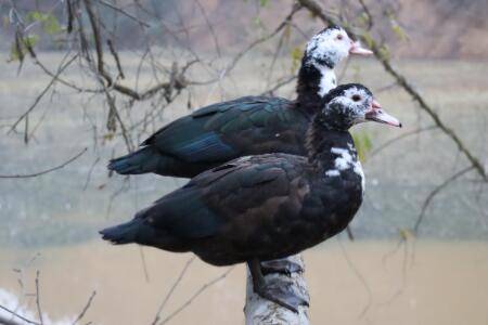 香醇雁怎么进行孵化?_养殖问答