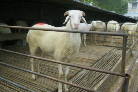 小尾寒羊多大可以交配?_养羊