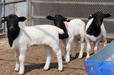 杜泊绵羊能人工冷配吗?_养羊