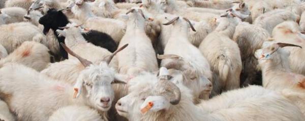 小尾寒羊多大可以交配?_养羊