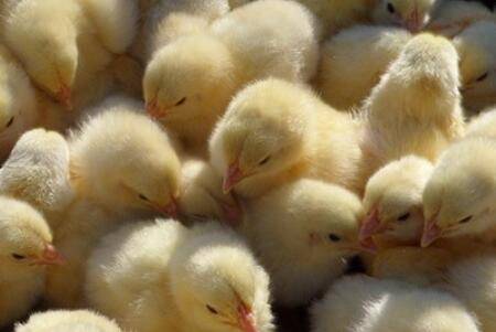 小鸡食物选择的四个阶段_养鸡