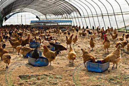 养鸡场的毛利润有多少_养鸡