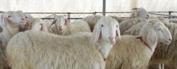 小尾寒羊为什么难养?_养殖问答