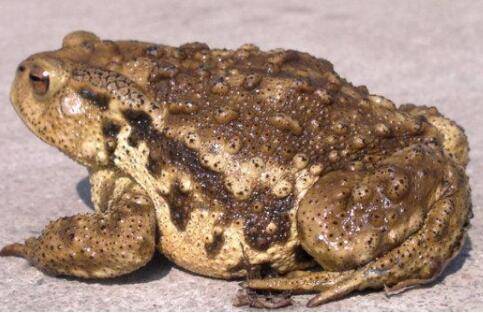 蟾蜍喂什么饲料_养蛙