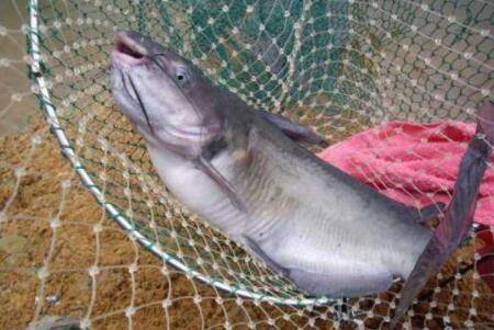 鲶鱼怎么垂钓?_养鱼